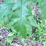 Erechtites hieraciifolius Leaf