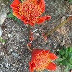 Haemanthus coccineus Flor