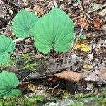 Dioscorea villosa Habit