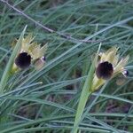 Iris tuberosa Pokrój