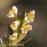 Odontites jaubertianus Blomst