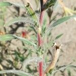 Oenothera affinis Leaf