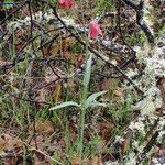 Fritillaria gentneri ᱛᱟᱦᱮᱸ