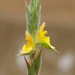 Philydrum lanuginosum Flower