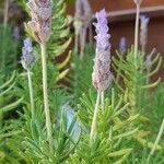 Lavandula dentata Frunză