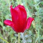 Tulipa systola Fiore