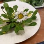 Bellis perennisFlower