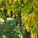 Wisteria sinensis Hedelmä