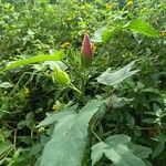 Hibiscus striatus Habit