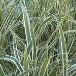 Dianella ensifolia (L.) DC.Leaf