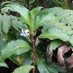 Viola stipularis आदत