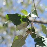 Croton gratissimus Blad