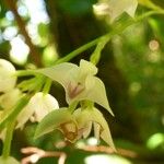 Polystachya cultriformis Цвят