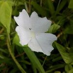 Thunbergia laevis ᱵᱟᱦᱟ