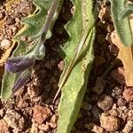 Matthiola lunata Leaf