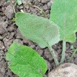 Phlomis russeliana Leht