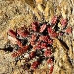 Sedum andegavense 形態