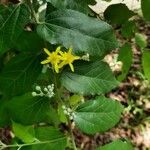 Grewia flavescens Цветок