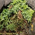 Asplenium cuneifolium Plante entière