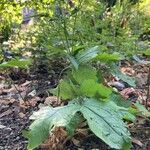 Geranium nodosum Habitus