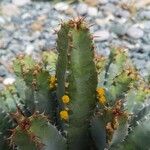 Euphorbia polyacantha