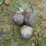 Detarium macrocarpum Frucht