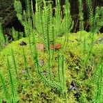 Lycopodium annotinum Foglia