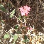 Glandularia peruviana Fiore