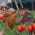 Crataegus persimilis ഇല