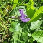 Viola × bavarica Blomst