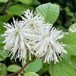 Fothergilla latifolia Flower