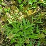 Pedicularis canadensis Yaprak