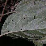 Banisteriopsis muricata Hoja