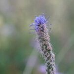 Phyteuma betonicifolium Flor