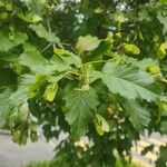 Acer tataricum List