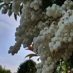 Pieris formosa Fula