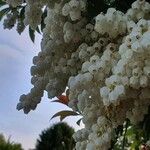 Pieris formosa Flower