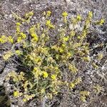 Helianthemum squamatum Otro