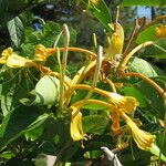 Lonicera hildebrandtiana Sonstige