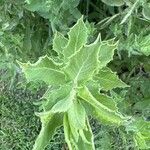 Heterotheca grandiflora Leaf