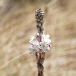 Drimia hesperia Blüte