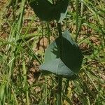 Blackstonia perfoliata Lehti