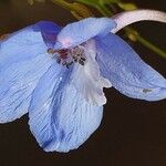 Delphinium leroyi Λουλούδι