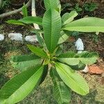 Plumeria albaLeaf