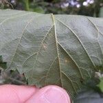 Rubus questieri Blad