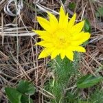 Adonis vernalis Hábito