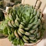 Echeveria elegans 形态