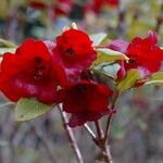 Rhododendron sanguineum Virág