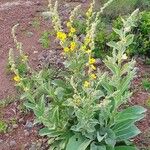 Verbascum sinaiticum Habitus