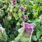 Lamium hybridumFlor